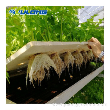 High tunnel film multi-span greenhouse for leafy vegetable